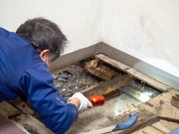 Best Mold Remediation Experts  in Deerfield Beach, FL