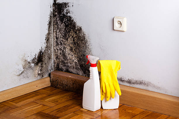 Best Residential Mold Removal  in Deerfield Beach, FL