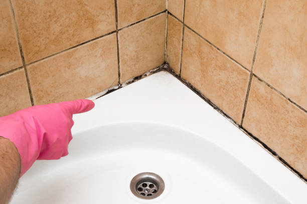 Best Mold Removal Process  in Deerfield Beach, FL